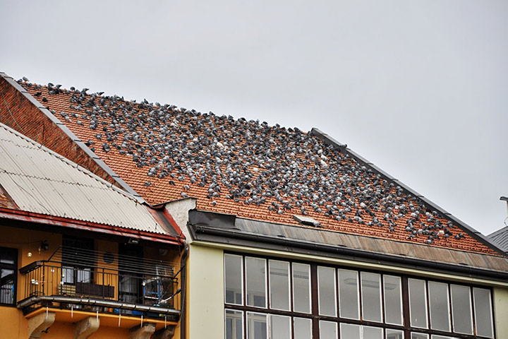A2B Pest Control are able to install spikes to deter birds from roofs in East Dulwich. 