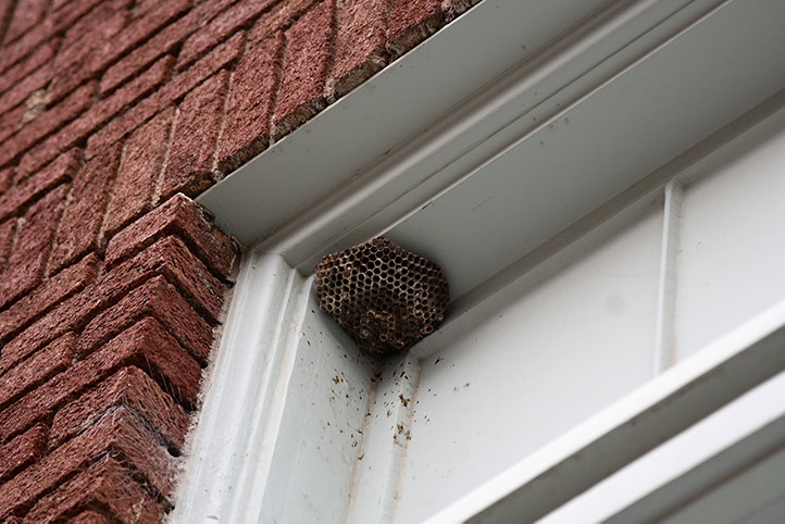 We provide a wasp nest removal service for domestic and commercial properties in East Dulwich.